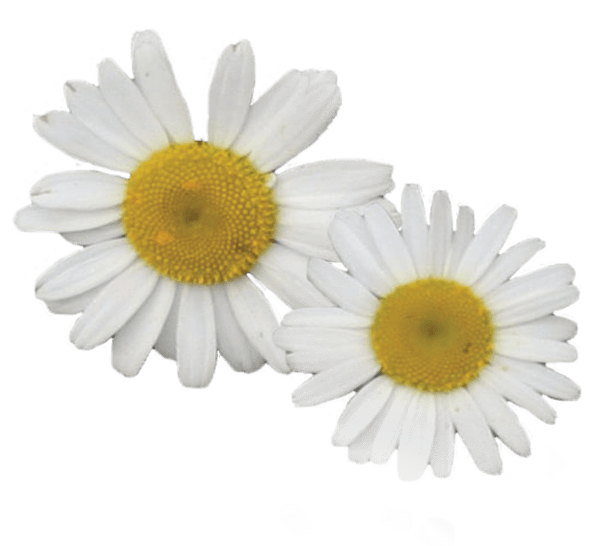 Apigenin